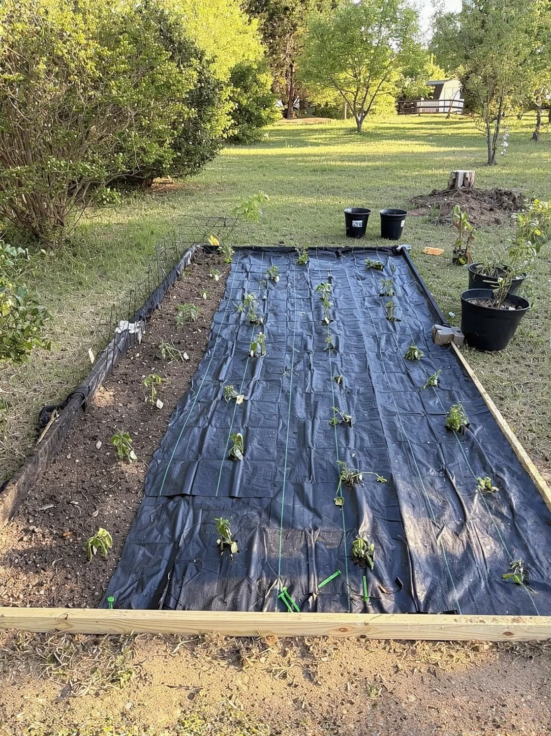 Customer review photo for Why You Should Never Park or Plant Trees Over Your Drainfield