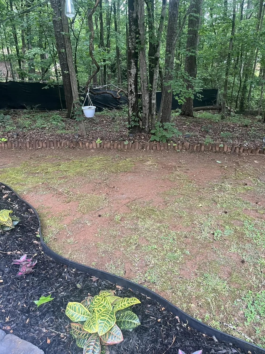 Customer review photo for What to Plant Over a Drainfield and What Will Wreck It