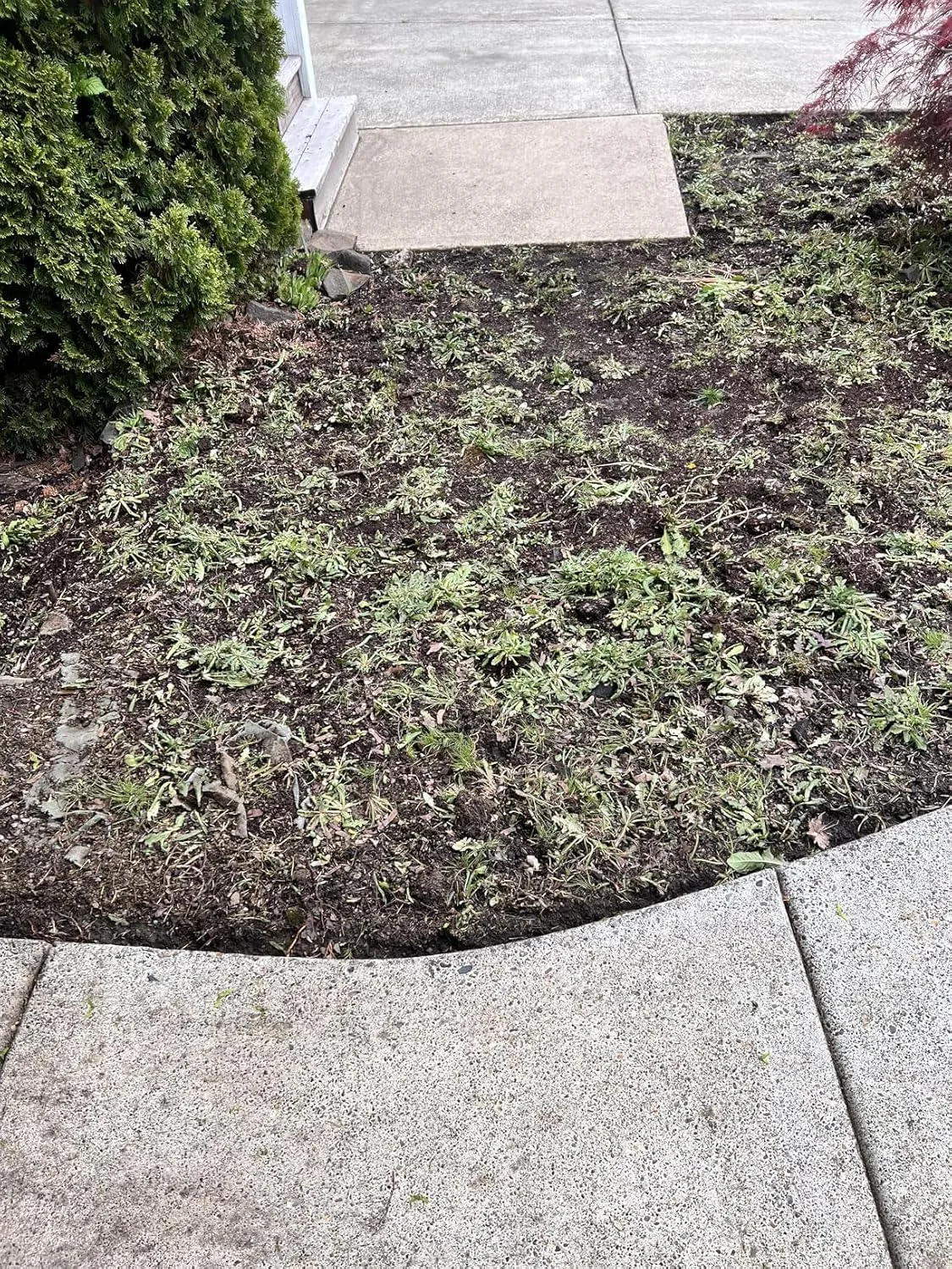 Customer photo of shallow-rooted plants growing successfully over a drainfield area