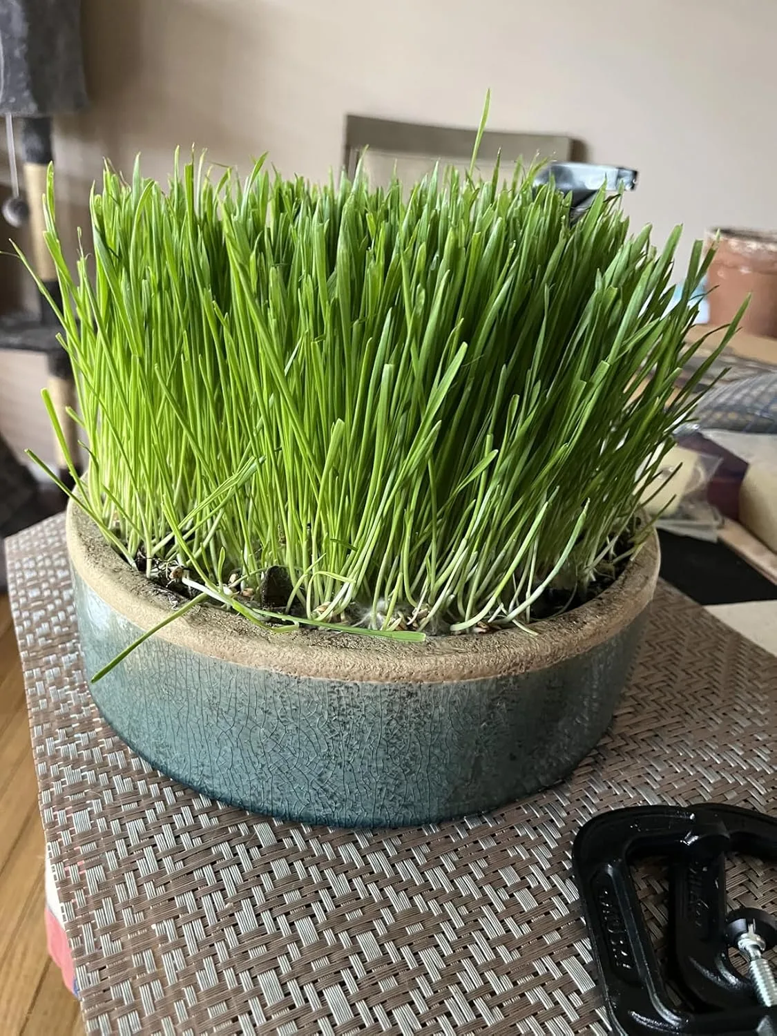 Customer review photo for What to Plant Over a Drainfield and What Will Wreck It