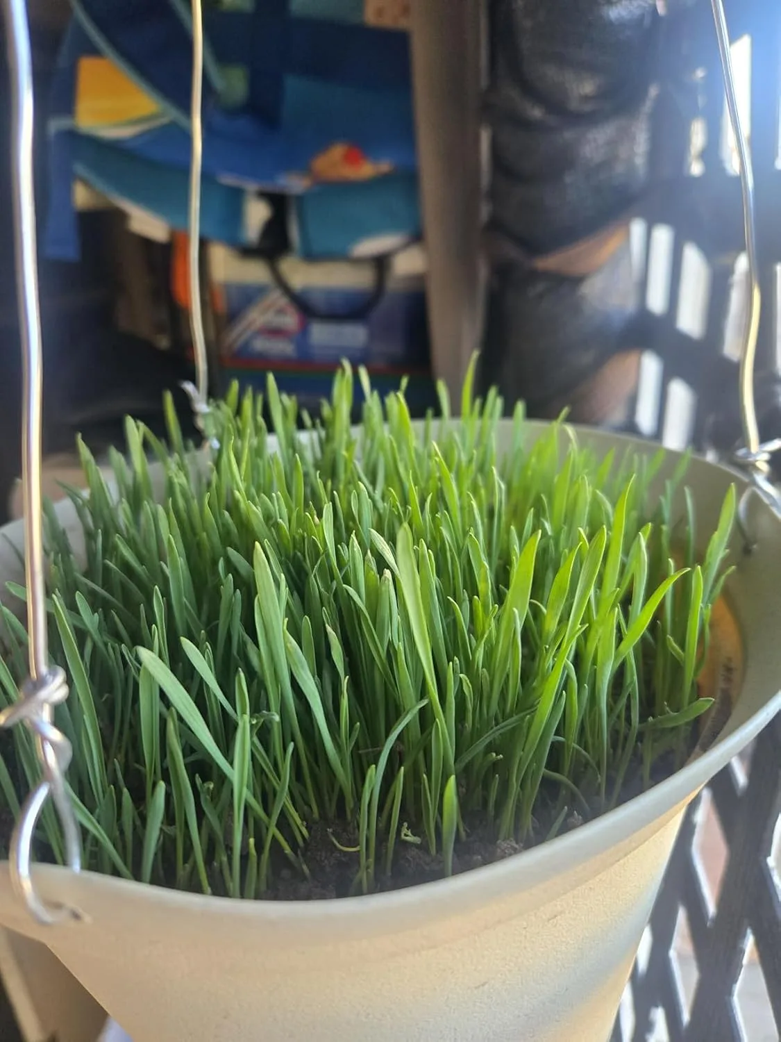Customer photo of shallow-rooted plants growing over drainfield area