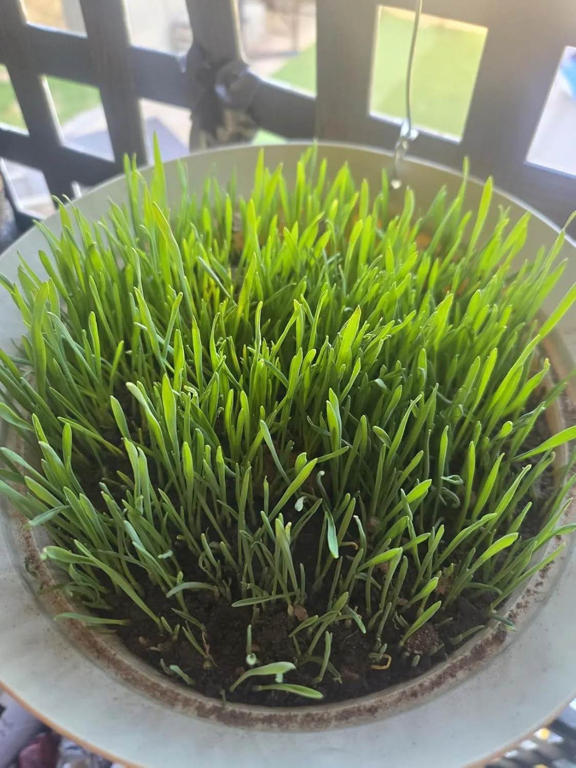 Customer review photo for What to Plant Over a Drainfield and What Will Wreck It